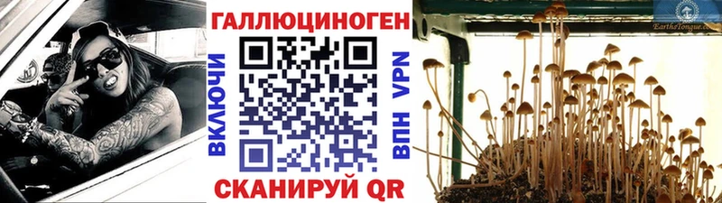 Псилоцибиновые грибы Cubensis  цены наркотик  Питкяранта 